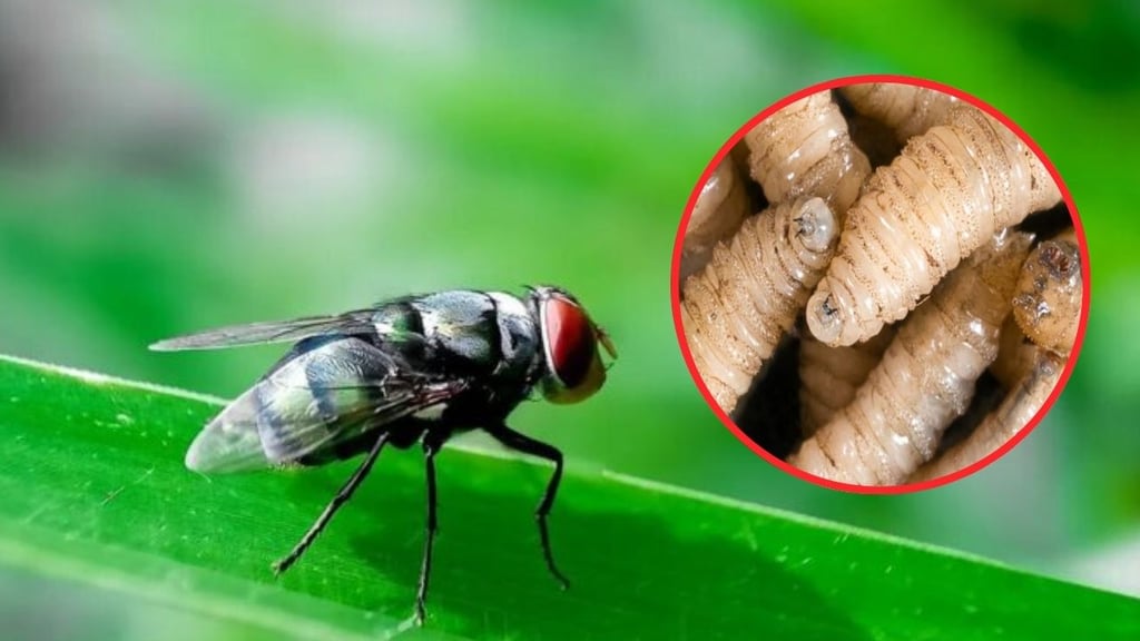Iniciará producción de mosca estéril en México: SAGDR