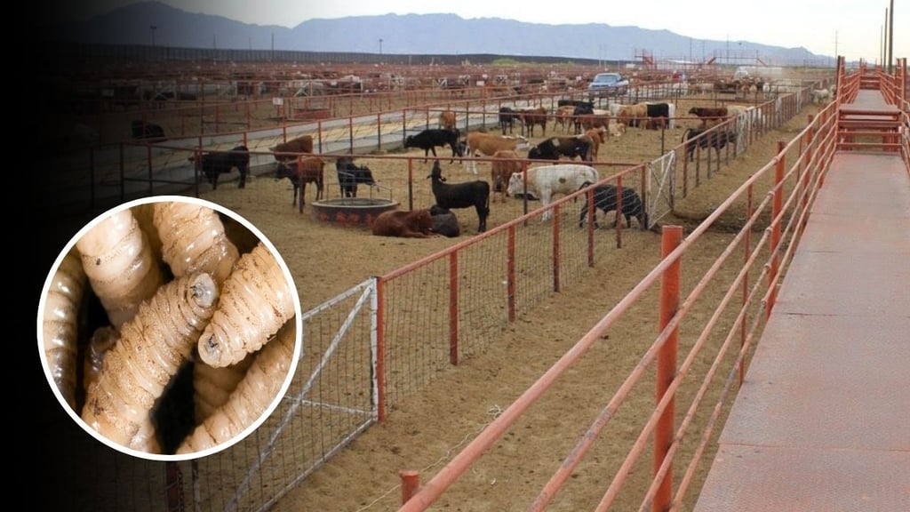 Gusano barrenador: ¿heridas abiertas y olvidadas?, por esta razón piden extremar cuidados en Durango