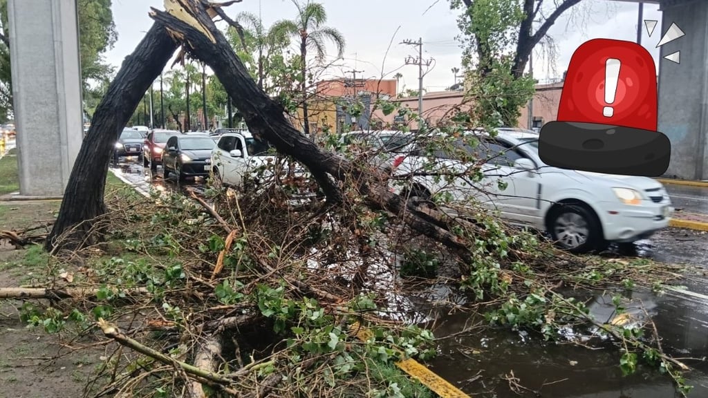 Árbol cae sobre camioneta tras fuerte lluvia en Durango; provoca caos vial en bulevar Dolores del Río