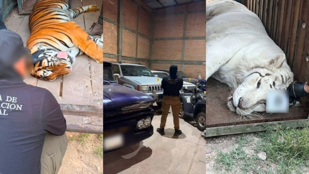 Catean inmueble y aseguran tigres de bengala, ocelote y decenas de equinos en Durango