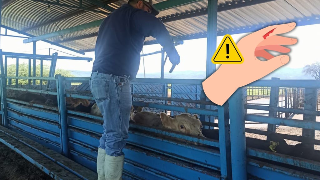 Gusano barrenador puede infestar heridas en humanos y animales; llaman a reforzar prevención