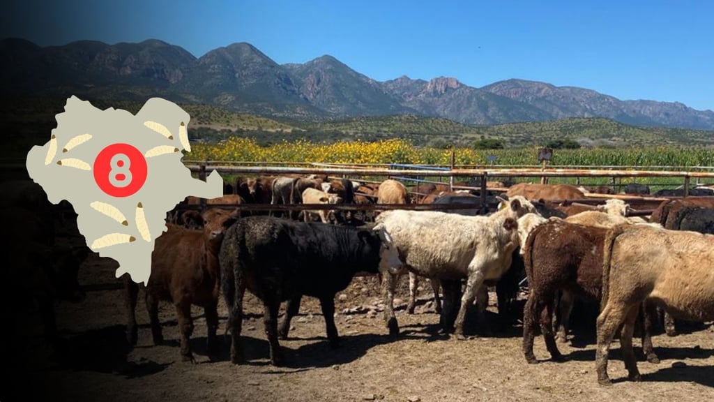 Gusano barrenador en Durango: Detectan dos nuevos casos, ahora en municipio de El Oro