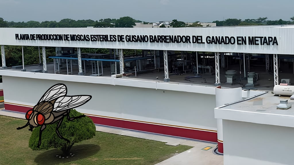 Gusano barrenador: nueva planta producirá hasta 100 millones de moscas estériles por semana
