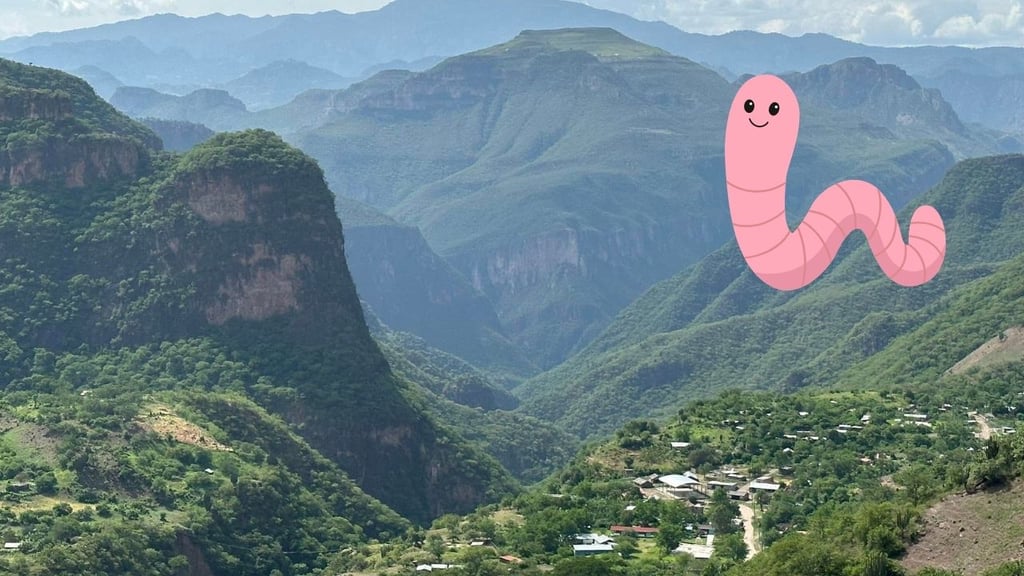 Activan contingencia emergente para combatir el insecto descortezador en Durango