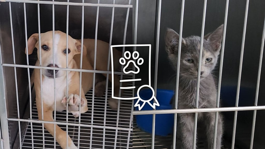 Son 17 perros y gatos resguardados tras desalojo en el San José III; podrán ser adoptados
