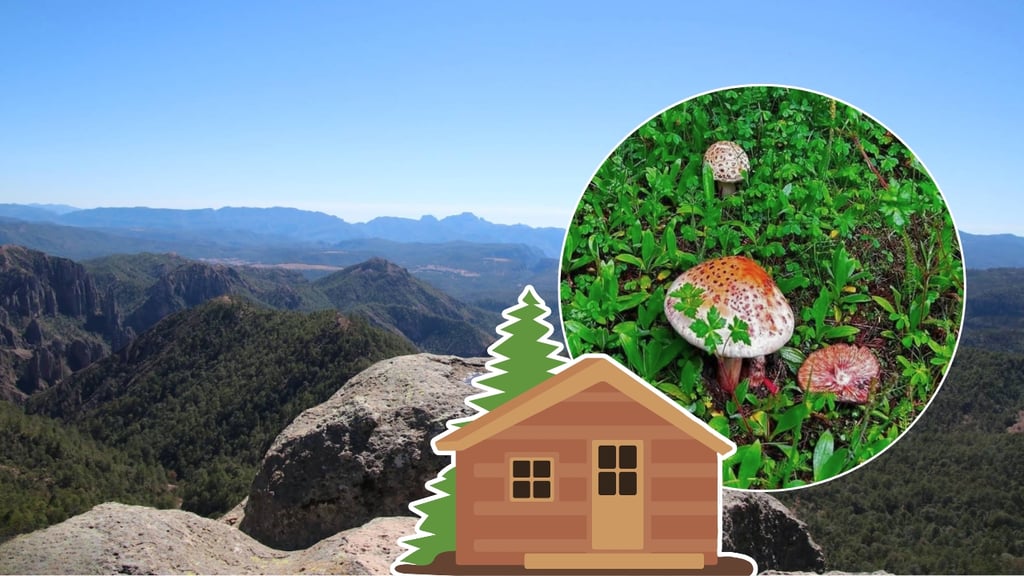 Centros ecoturísticos de Pueblo Nuevo ya registran lleno por Feria Itinerante del Hongo