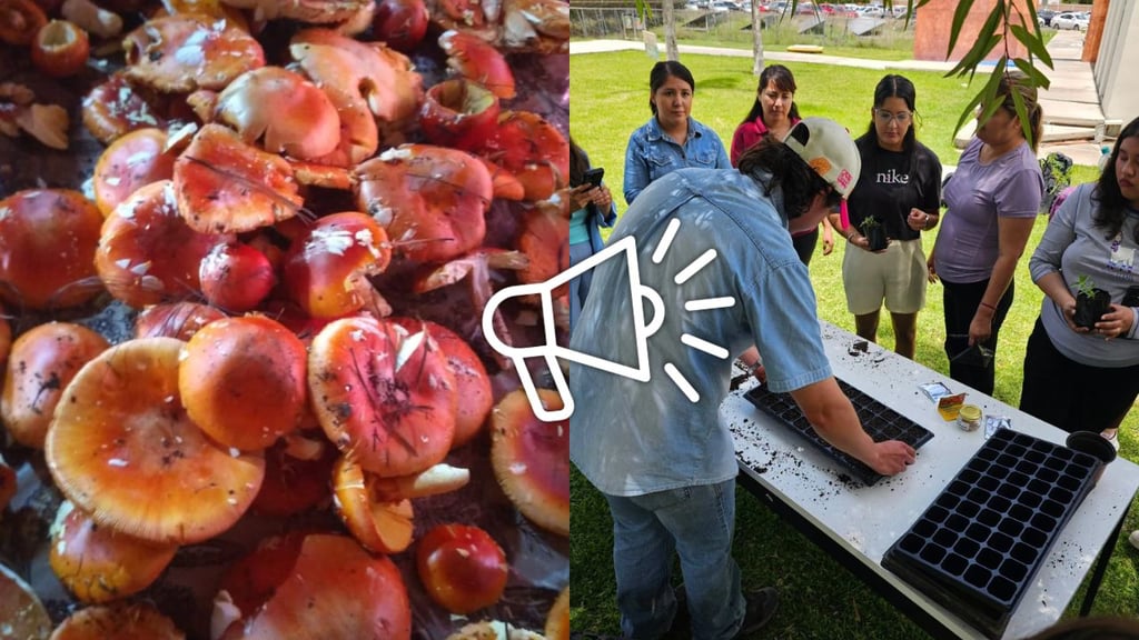 Hongos, mezcal y saberes tradicionales se reunirán en nueva edición del 'Bazar del Jardín'