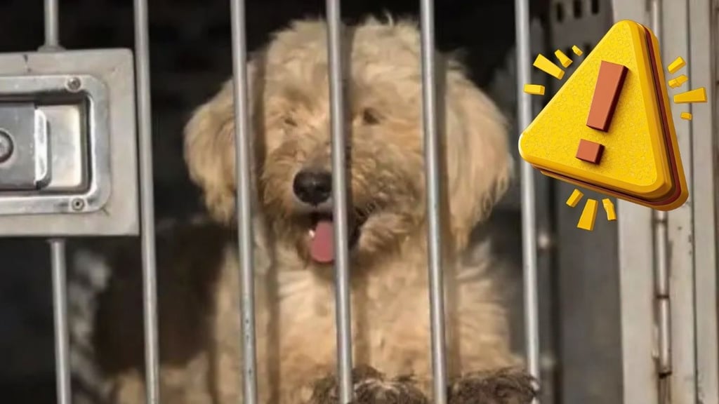 'Sí se van a sacrificar': Huellitas Durango se pronuncia sobre los perros resguardados en el CAAN