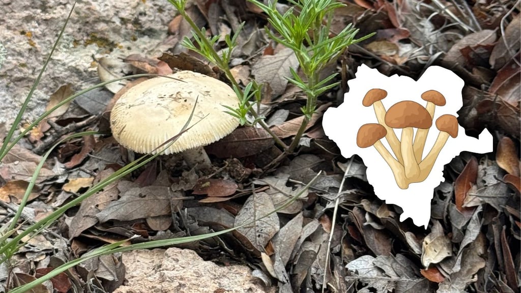 Crece en Durango la cultura del consumo de los hongos silvestres