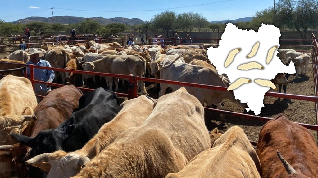 Durango registra 67 casos acumulados de gusano barrenador; 41 permanecen activos
