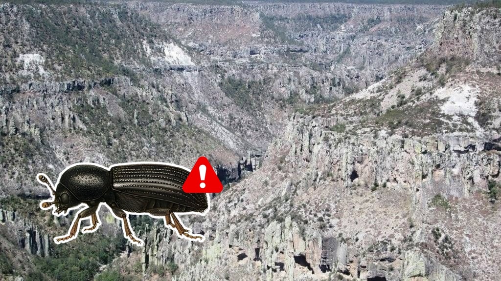 Controlan plaga de insecto descortezador en Durango; reportan 3 mil 800 hectáreas afectadas