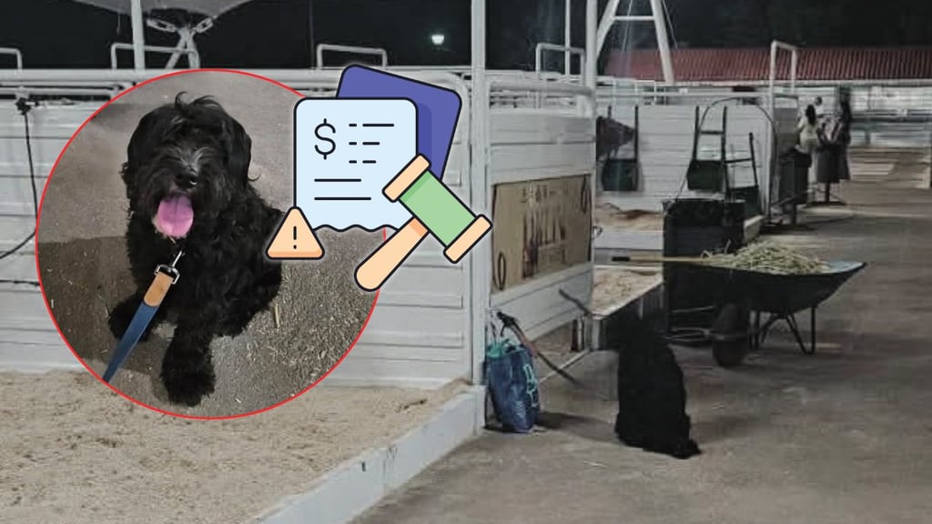 Multarán a la persona que abandonó al perrito 'Toby' en la Feria de Durango