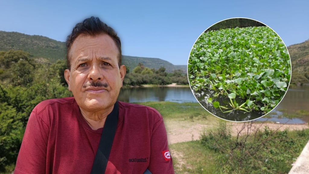 Desarrollan proyecto en Durango para aprovechar el lirio acuático que afecta el río Tunal