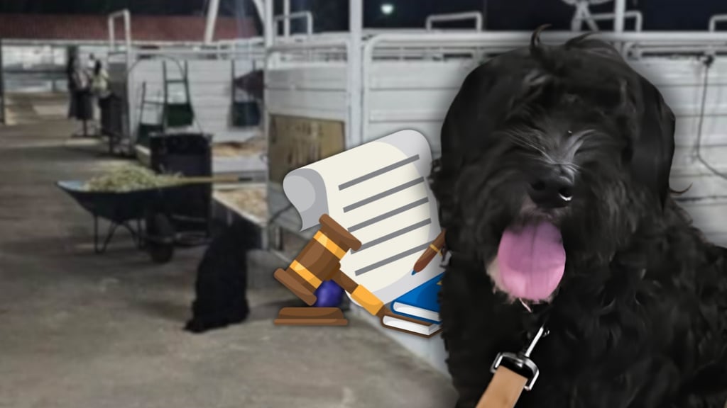 Caso Toby: ¿qué dice la ley de Durango sobre abandonar a un perro?