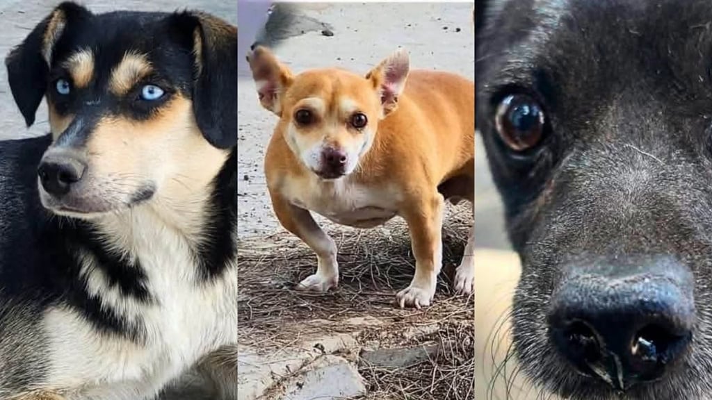 Perritos listos para adopción estarán en la Feria de Durango