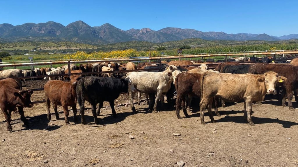 Exportación ganadera avanza sin Durango