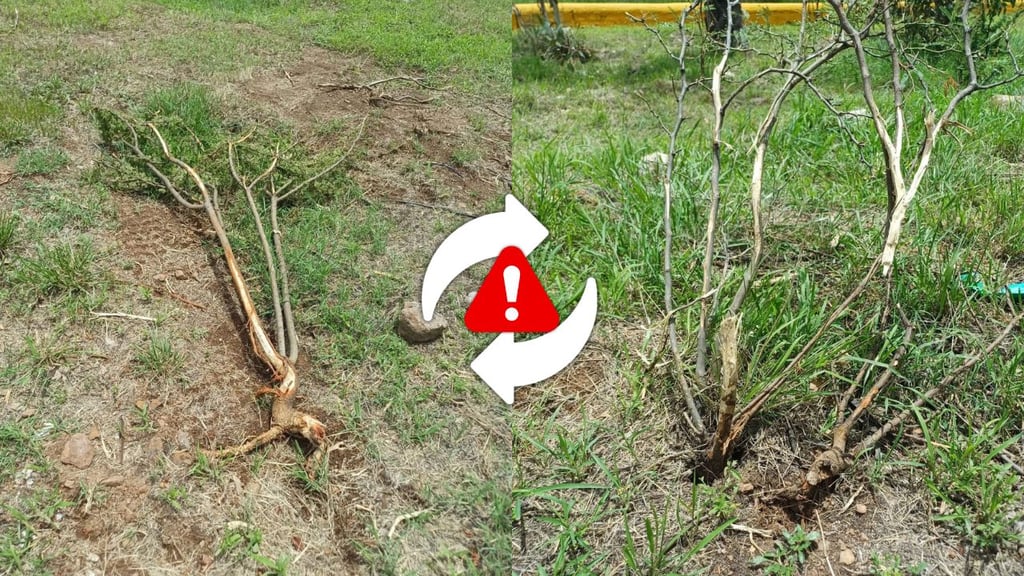 Anuncian reposición de árboles tras daños durante mantenimiento en Parque Guadiana y Sahuatoba