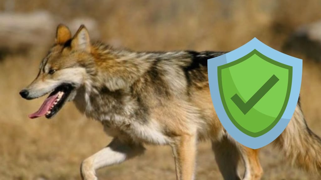 Manada de lobos mexicanos liberada en Durango, está en buenas condiciones, aseguran