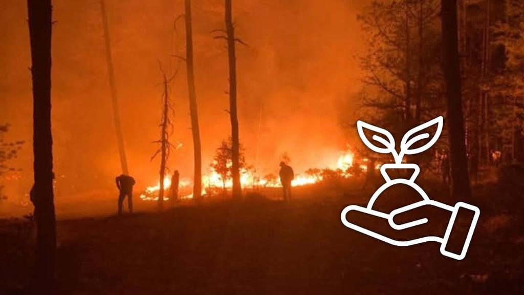 Ofrecen planta subsidiada para restaurar en Durango predios forestales afectados por incendios
