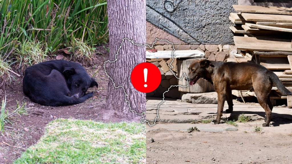 No hay disminusión de perros en situación de calle en Durango: CAAN