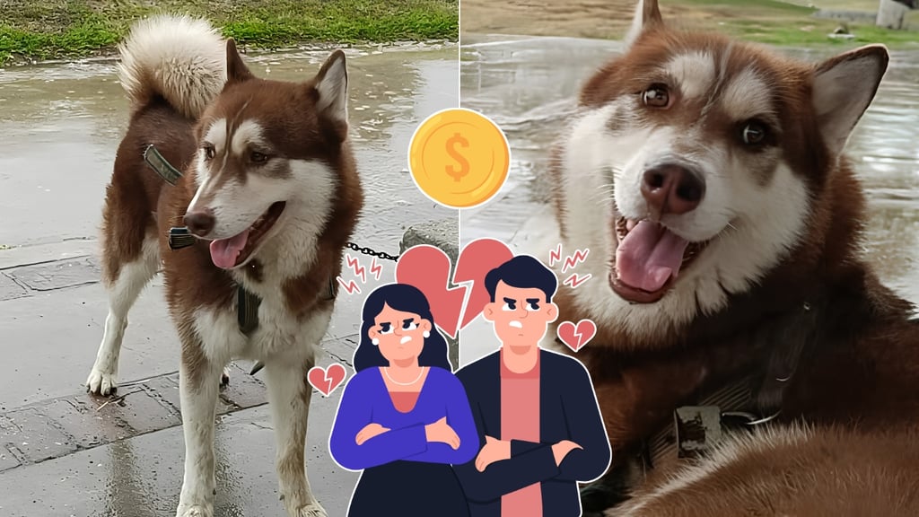 Por primera vez en México, un perro recibe pensión alimenticia tras el divorcio de sus dueños