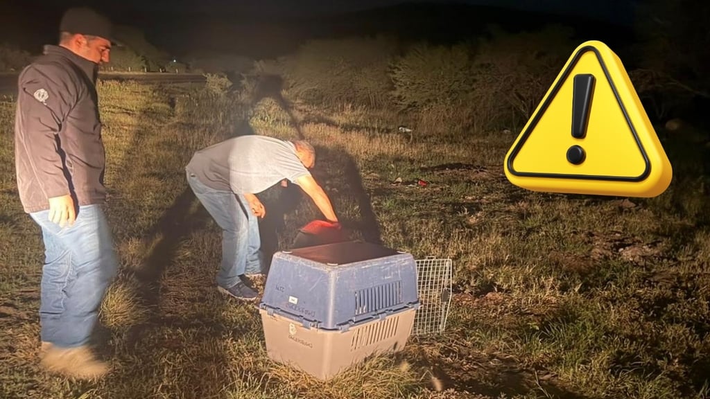Rescata la Policía Ambiental a dos zorrillos que vagaban por la ciudad