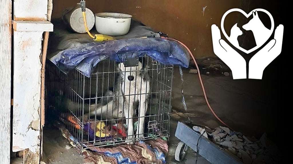 Proponen en Durango nuevas medidas en contra del maltrato animal