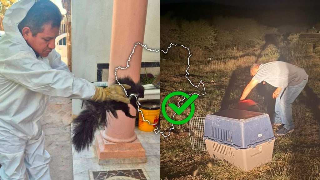 Por lluvias, incrementan reportes de fauna silvestre en Durango capital