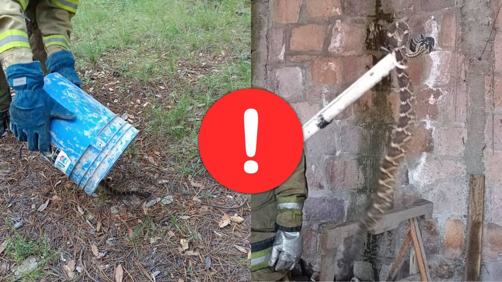Localizan víbora de cascabel al interior de una casa en El Salto