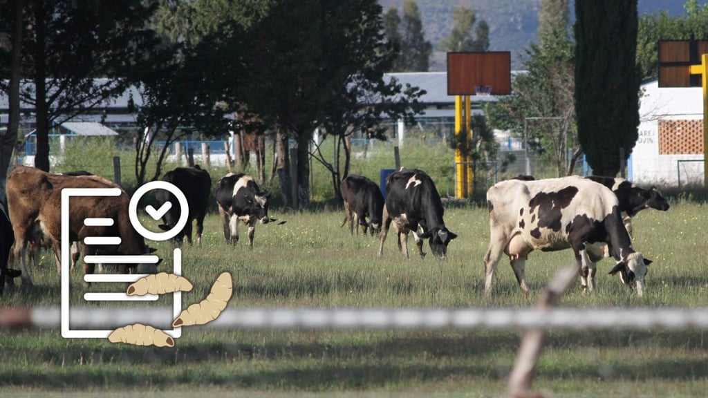 Durango registra 26 casos activos de gusano barrenador de ganado