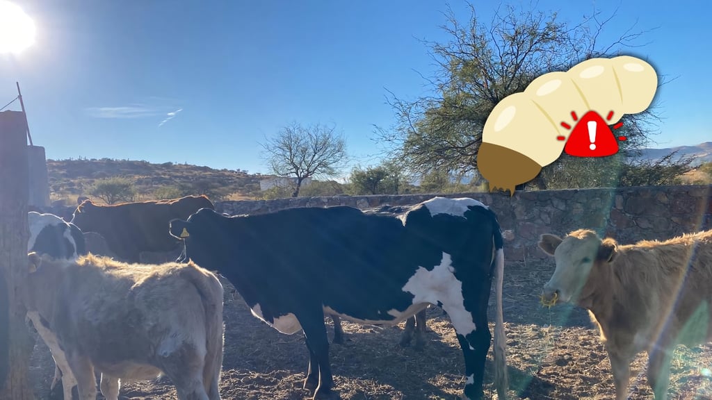 Por frontera sur entra ganado sucio que contamina con gusano barrenador al de México: CNC