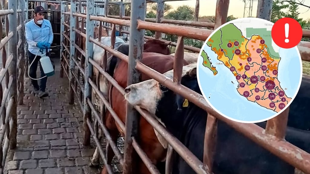 Gusano barrenador: productores no están reportando casos en Durango, señala la SAGDR