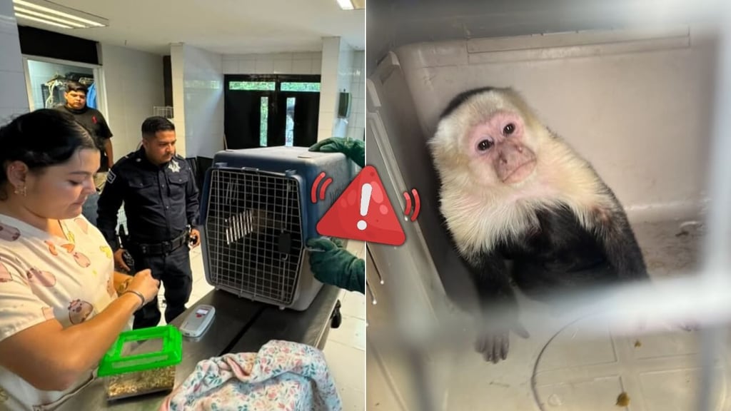 Tras avistamientos de monos en Durango, advierten que es ilegal tenerlos como mascotas