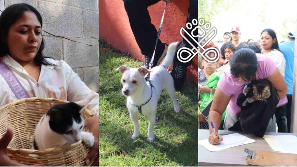 Realizan jornada de estrilización y vacunación para perros y gatos en Río Dorado