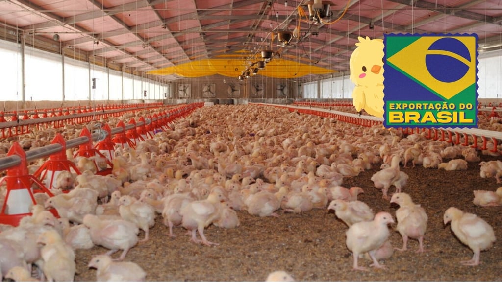 Importaciones de pollo brasileño ponen en riesgo empleos en La Laguna de Durango