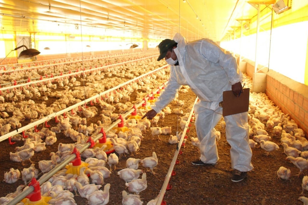 Pollo brasileño pone empleos de La Laguna en peligro