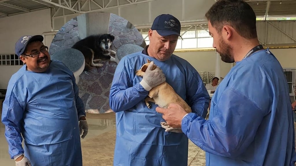Mantienen esterilización y desparasitación de perros y gatos para disminuir la sobrepoblación