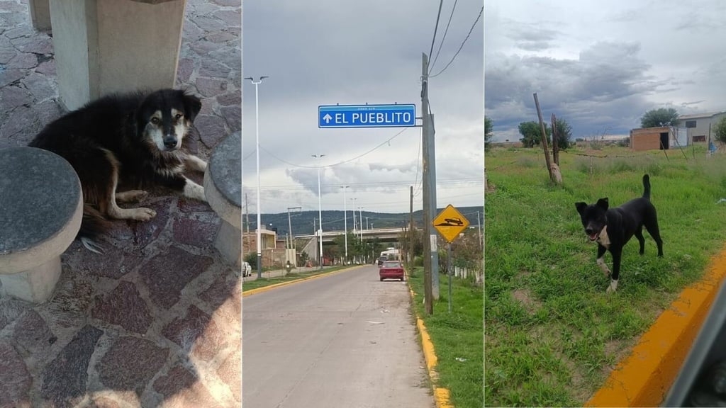Abandono de mascotas rumbo a El Pueblito es recurrente