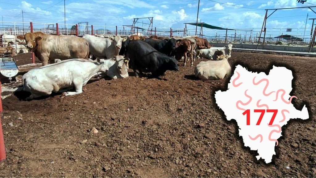Gusano barrenador: Durango reporta 177 casos acumulados y 49 activos, hasta agosto de 2026