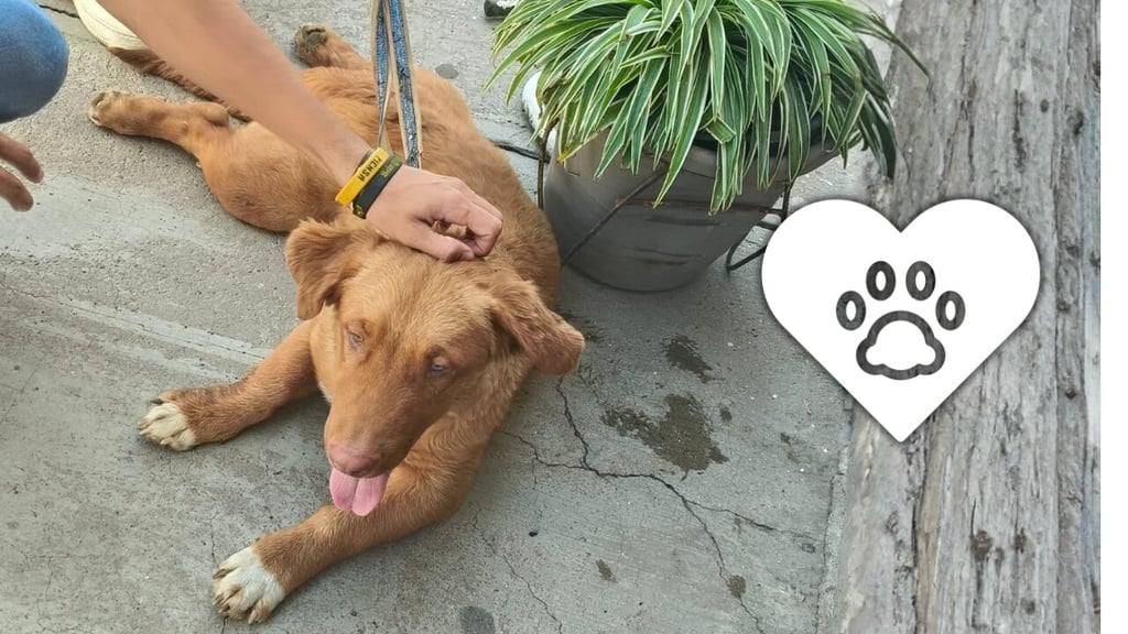 Rescatan a perrito que era jaloneado en calles de Durango; buscan a sus dueños