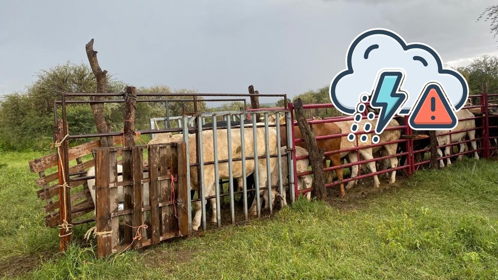 A pesar de las lluvias, en Durango aún no se garantiza el agua para el ganado