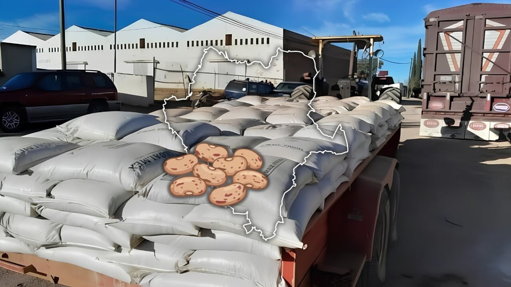 De 27 a 8 pesos: productores de frijol de Durango están rematando su cosecha