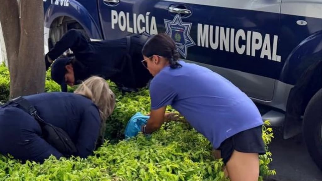 Rescatista pide sanciones más duras contra la crueldad animal en Durango