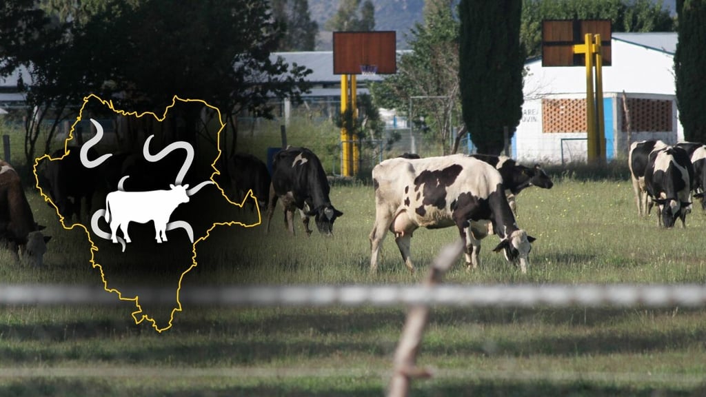 Durango capital encabeza casos activos de gusano barrenador en el estado, hasta septiembre de 2026