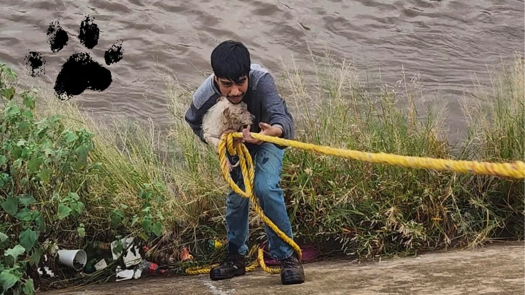 Salvan a perrito que iba a arrastrar el agua en la Acequia Grande