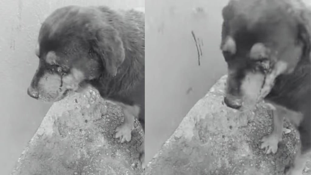 Rescatan a perrito en malas condiciones, pero tras valoración veterinaria tuvieron que dormirlo