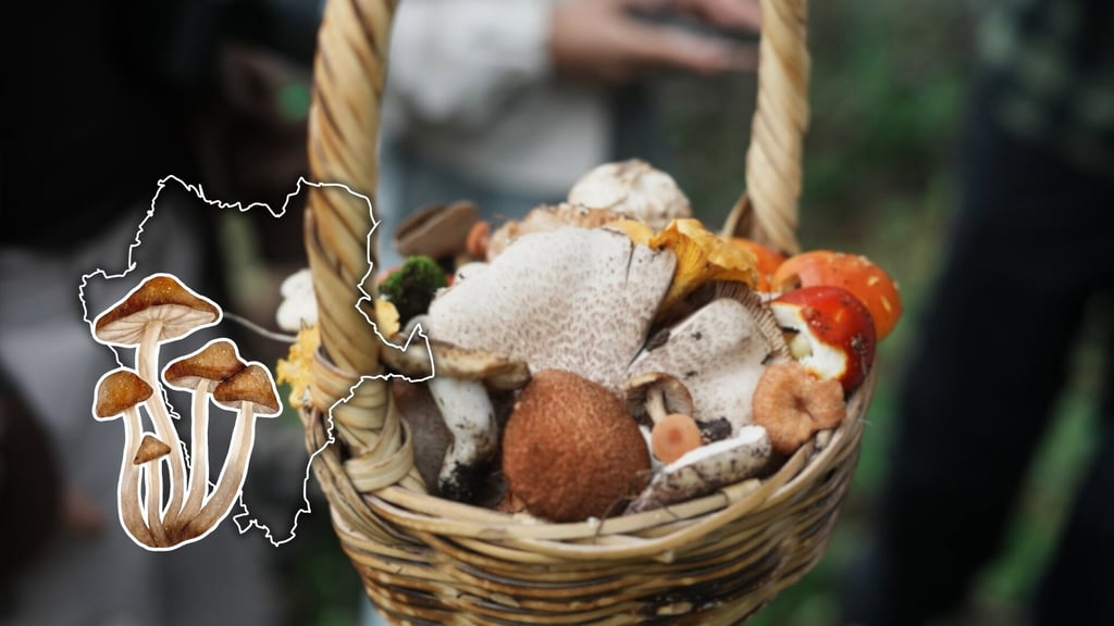 La Feria del Hongo vuelve a la Casa Súchil con degustación de cocina serrana