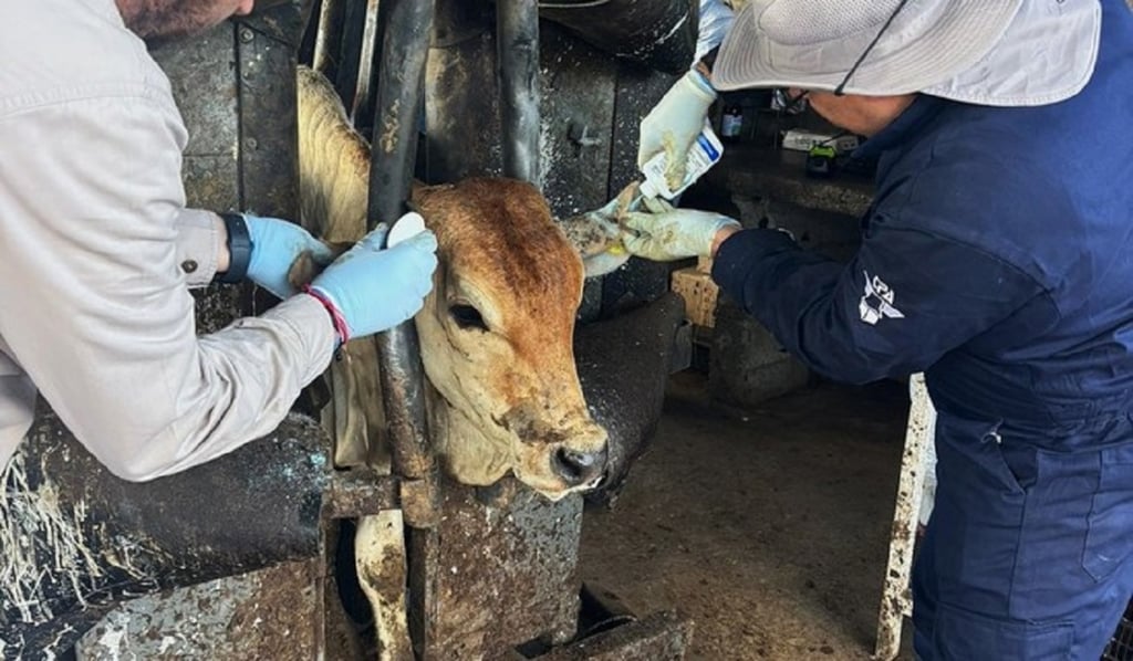 Monitoreo. Mientras tanto, se mantiene la vigilancia constante sobre el ganado del estado de Durango.