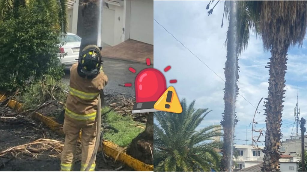 Reportan caída de rayo sobre una palmera en Durango