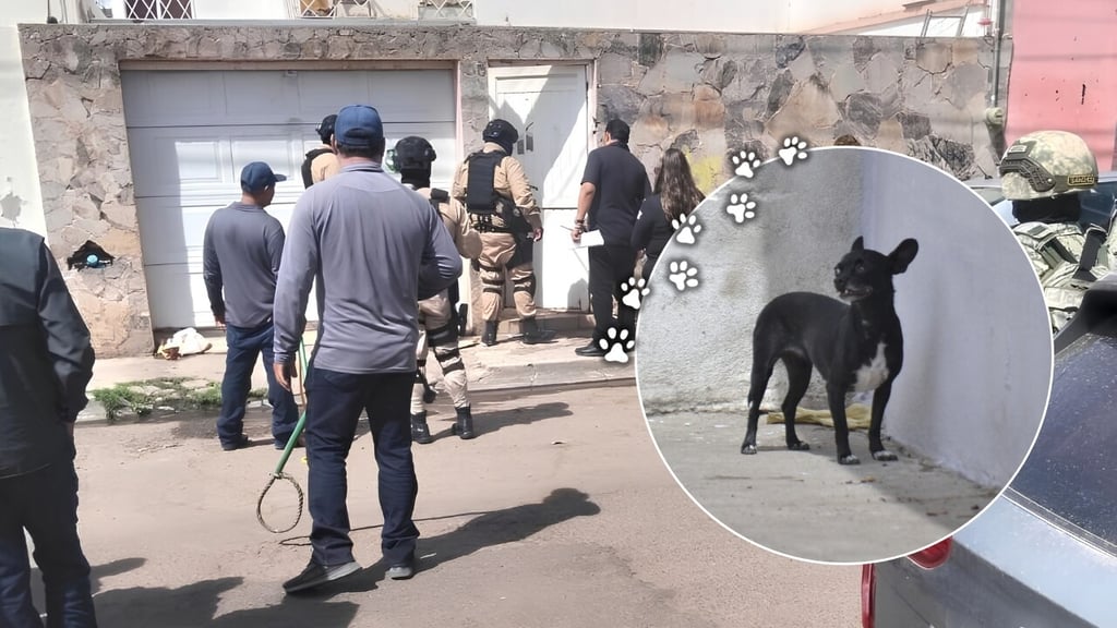 Son 39 los perros Chihuahua resguardados tras operativo en domicilio del Centro de Durango